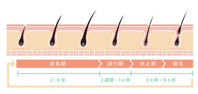 毛周期